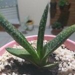 Gasteria excelsa Hostoa