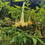 Brugmansia suaveolens Blüte