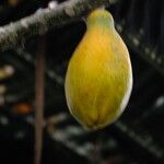 Carica papaya Fruit