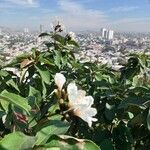 Cordia boissieri 花