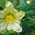 Sida acuta Blüte