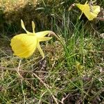 Narcissus gigas Flower