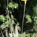 Reichardia intermedia Leaf