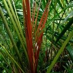 Cyrtostachys renda Bark