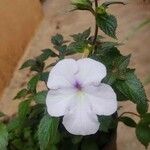 Achimenes longiflora Flower