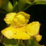 Aureolaria grandiflora Květ