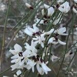 Retama raetam Fleur