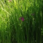 Iris ensata Blomma