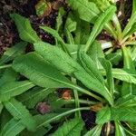 Primula vialii Blatt