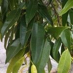 Ficus maclellandii Hoja