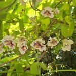 Catalpa ovataFlor