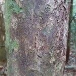 Lecythis persistens Kabuk