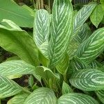 Aglaonema nitidum Elinympäristö