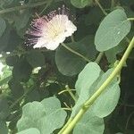 Capparis spinosa Blad