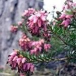 Erica herbacea 花