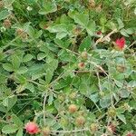 Potentilla thurberi 葉