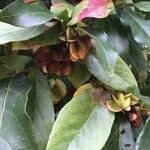 Combretum kraussii Fruit