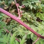 Rubus nemoralis Bark