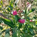 Euonymus latifolius Fruit