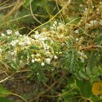 Cuscuta indecora 花