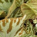 Begonia imperialis Hoja