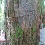 Thyrsodium puberulum 樹皮