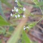 Valeriana dentata फूल