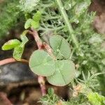 Trifolium occidentale Blad