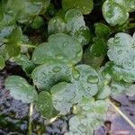 Ranunculus hederaceus Yaprak