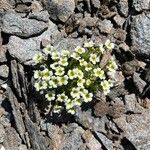 Saxifraga muscoides Bloem