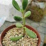 Crassula rogersii Yaprak