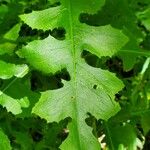 Lactuca floridana Blad