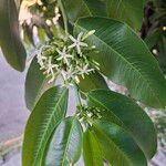 Cestrum nocturnumᱥᱟᱠᱟᱢ