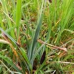 Carex acutiformis Habit
