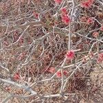 Calligonum polygonoides Flower