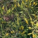 Acacia paradoxa Flower