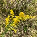 Solidago chilensis Žiedas