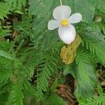 Begonia formosana Flower