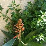 Aloe veraFlower