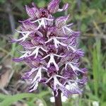 Orchis × angusticruris Flower