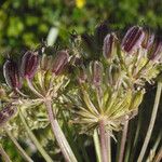 Laserpitium halleri Fruit