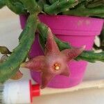 Stapelia divaricata