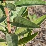 Oenothera stricta Hoja