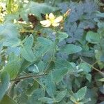 Hypericum hirsutum List