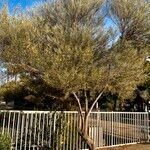 Acacia doratoxylon Habit
