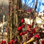 Crataegus rhipidophylla Fruit