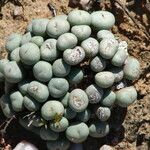 Conophytum minutum 葉