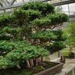 Juniperus formosana Habit