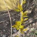 Populus balsamifera 葉