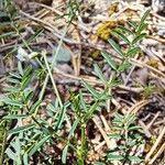 Astragalus austriacus Leaf